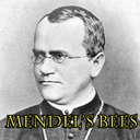 Mendel's Bees