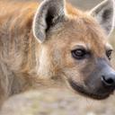 HyenaCros Pack