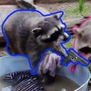 Raccoons Only