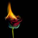 The burning flower