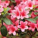 Azalea Variety Pack