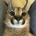 Floppa (Caracal)