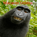 Macacos Unidos