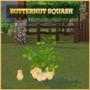 Harvestable Butternut Squash