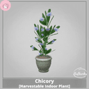 Chicory [Harvestable Indoor Plant]