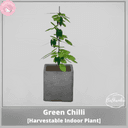 Green Chili [Harvestable Indoor Plant]