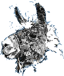 llama