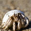 Chicken Beast Hermit Crabs