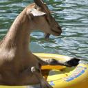 Goats In Boats